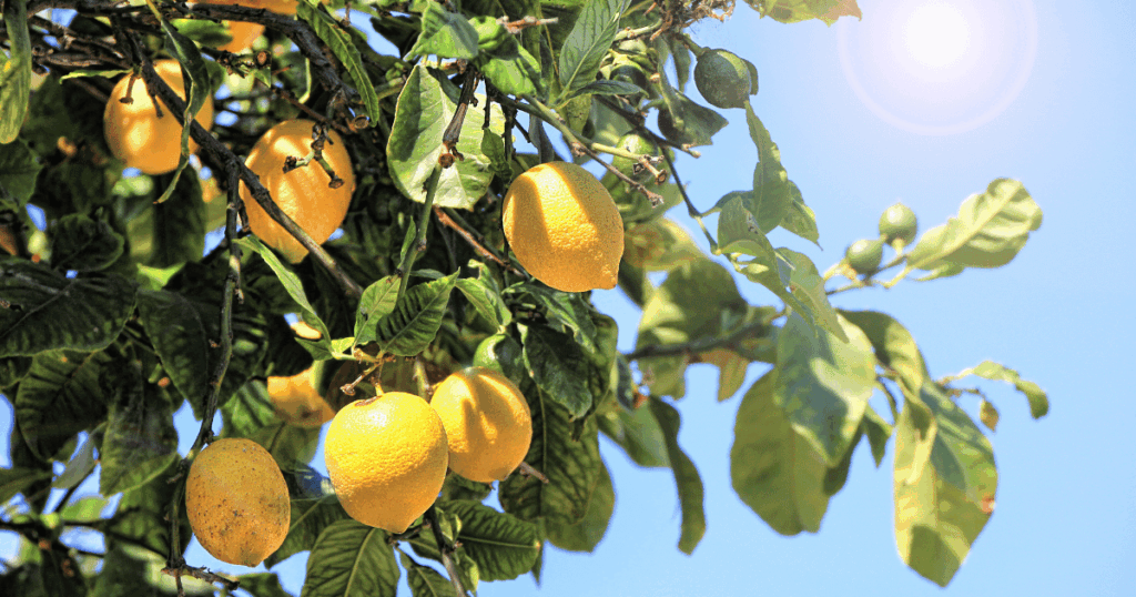 citron レモン