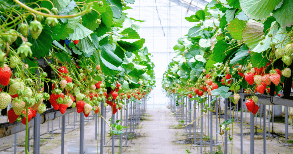fraise いちご