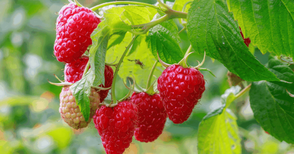 framboise 木いちご、ラズベリー