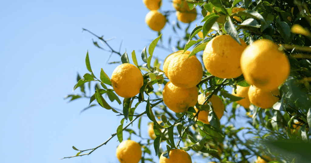 yuzu 柚子