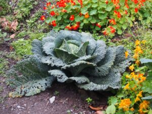 キャベツ chou フランス語の単語