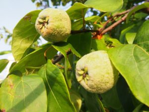 コワン coing フランス語単語