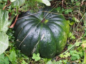 かぼちゃ courge フランス語の単語