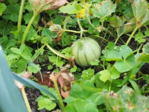 melon　メロン