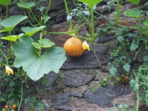 Potiron　栗かぼちゃ、西洋かぼちゃ