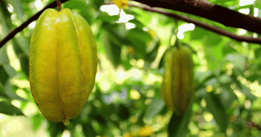 carambole　スターフルーツ