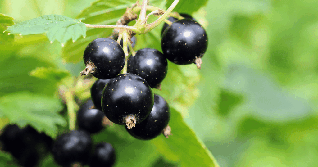 cassis　カシス、黒すぐり