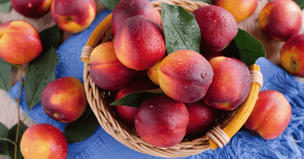 brugnon　ブリュニョン