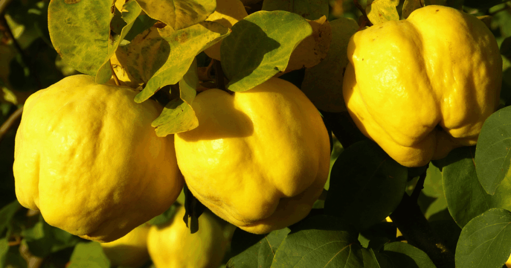 coing　マルメロの実