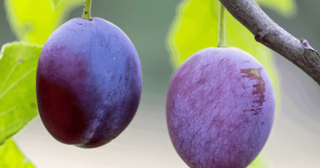 prune　プラム