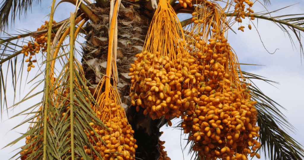 datte　ナツメヤシの実、デーツ