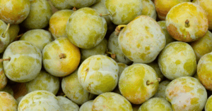 reine-claude　レーヌクロード