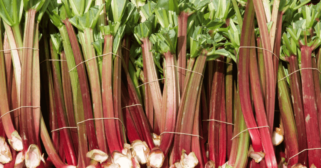 rhubarbe　ルバーブ