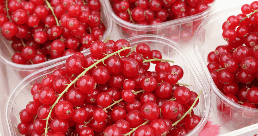 groseille　グロゼイユ、赤スグリ、スグリの実