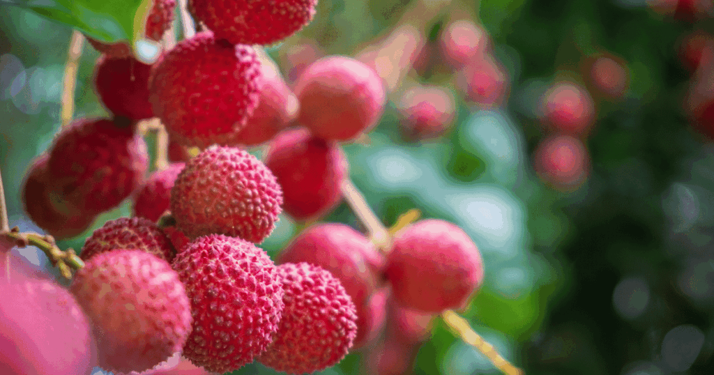 litchi　ライチ