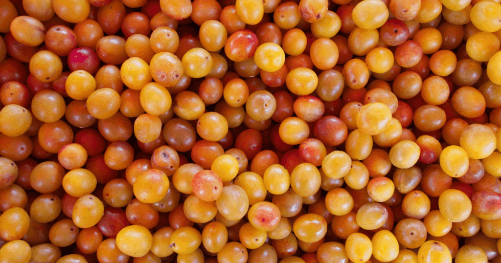 mirabelle　ミラベル