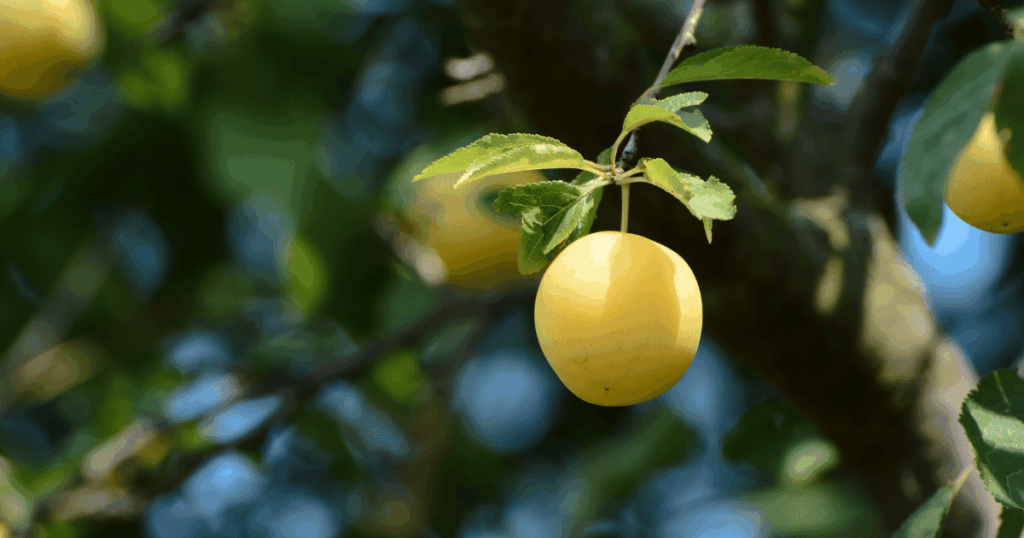 mirabelle　ミラベル