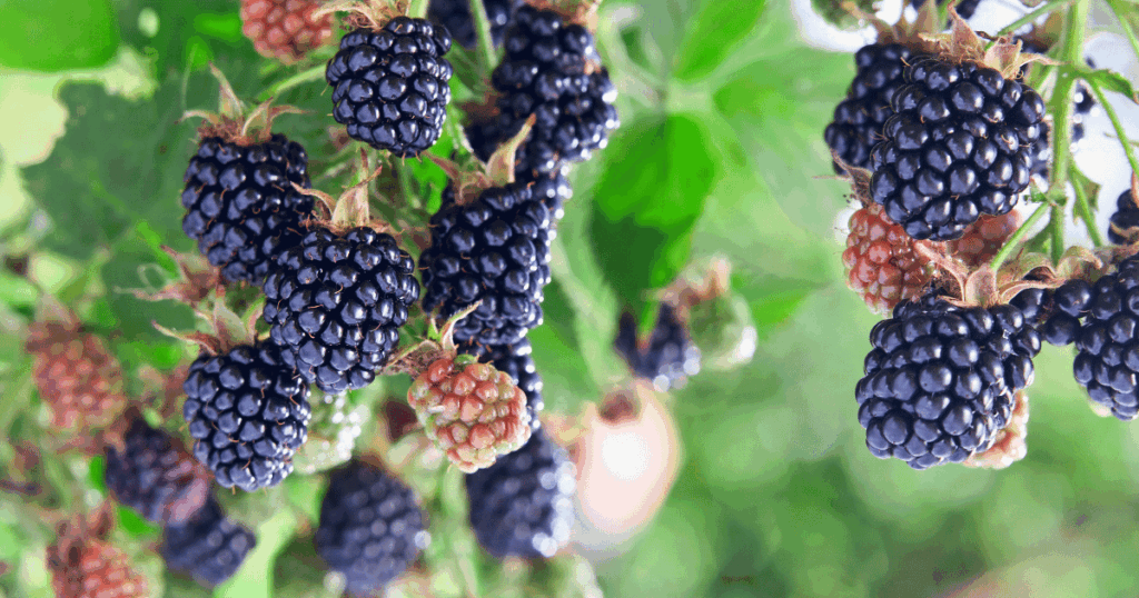 mûre ブラックベリー、桑の実