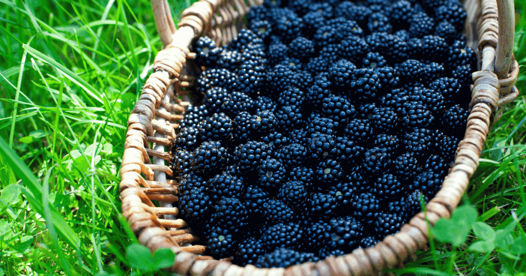 mûre ブラックベリー、桑の実