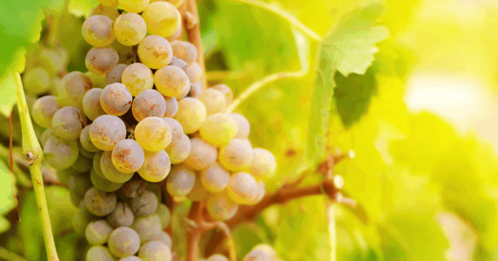 muscat　ミュスカ、マスカット