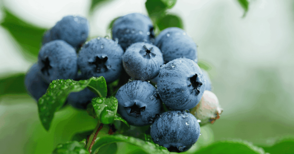 myrtille　ブルーベリー