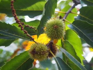 栗の実 châtaigne 