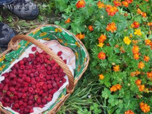 フルーツを表すフランス語単語集