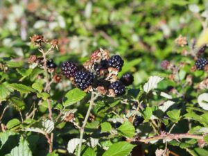 ブラックベリー、桑の実 mûre フランス語単語