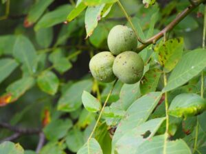 くるみ noix フランス語単語 ナッツ