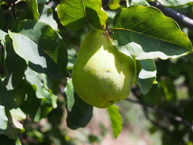 洋梨 poire フランス語単語
