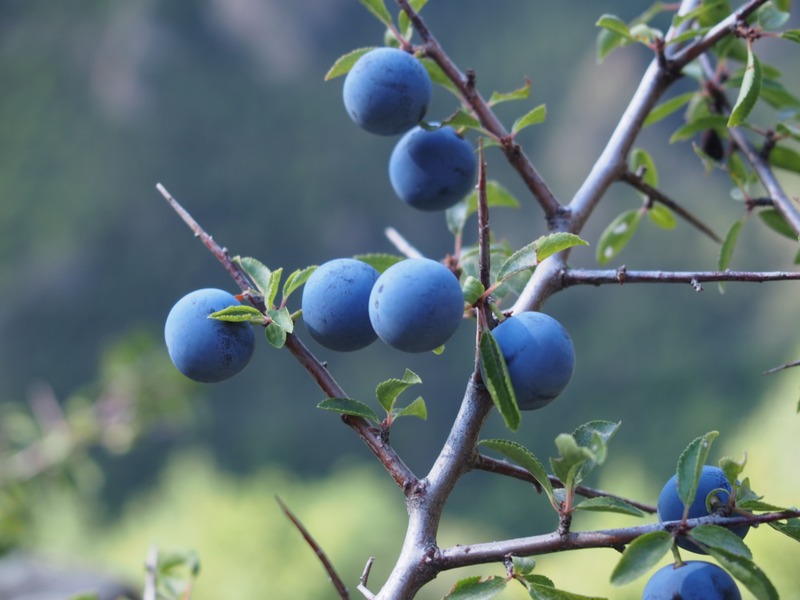 クエッチ quetsche