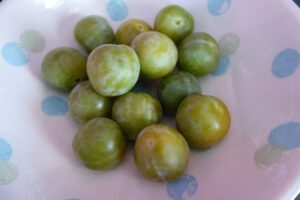 レーヌクロード reine-claude