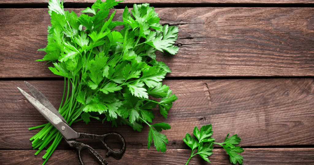 Persil　パセリ