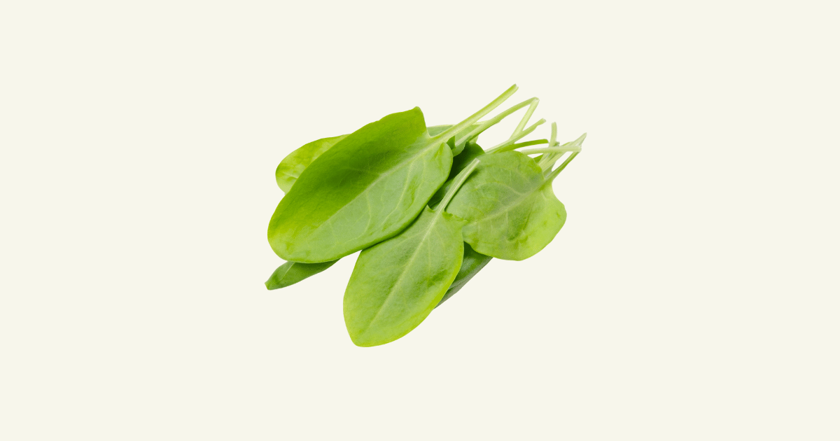 Pourpier　プルピエ