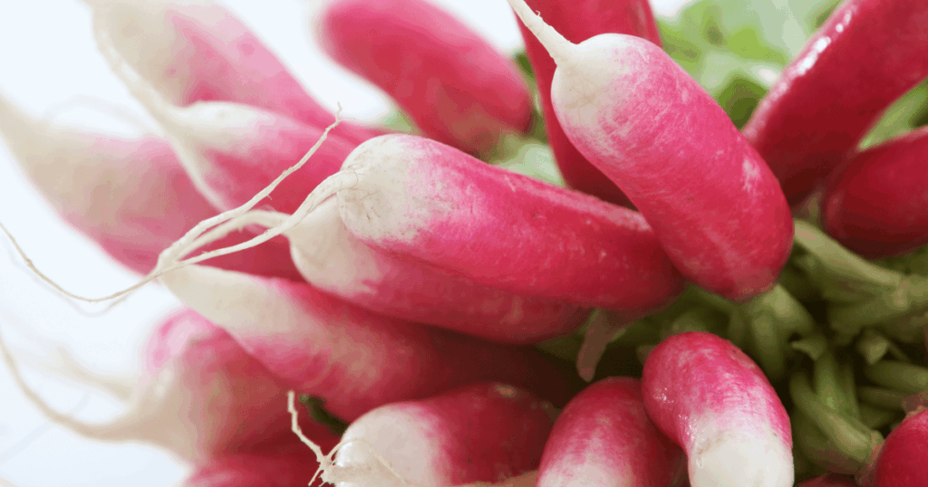 Radis　ラディッシュ