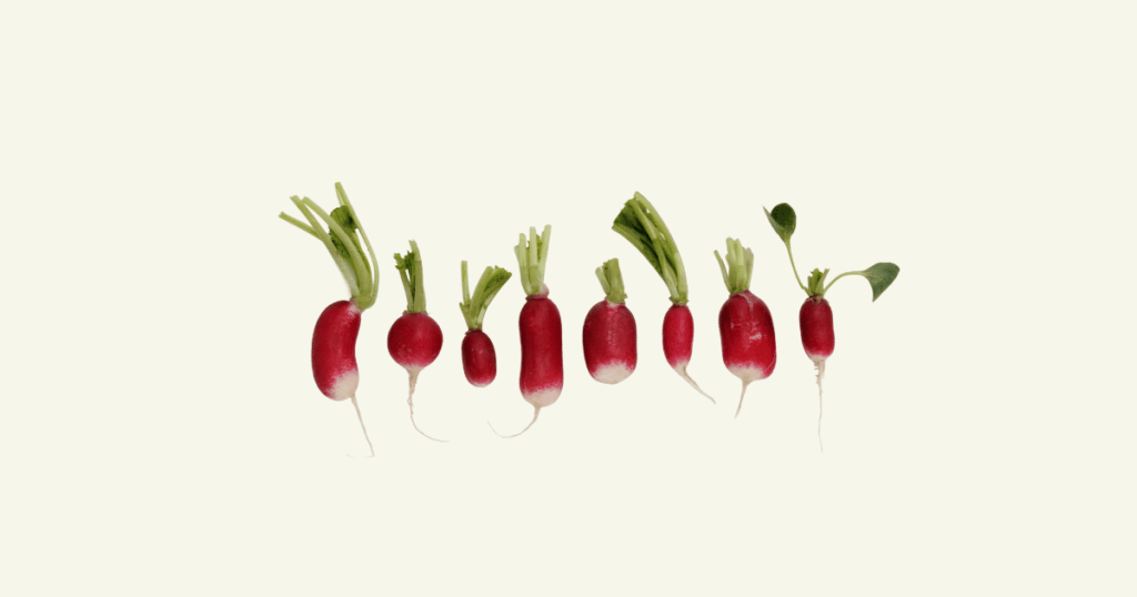 Radis　ラディッシュ