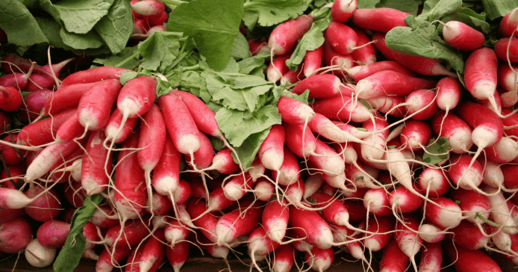 Radis　ラディッシュ