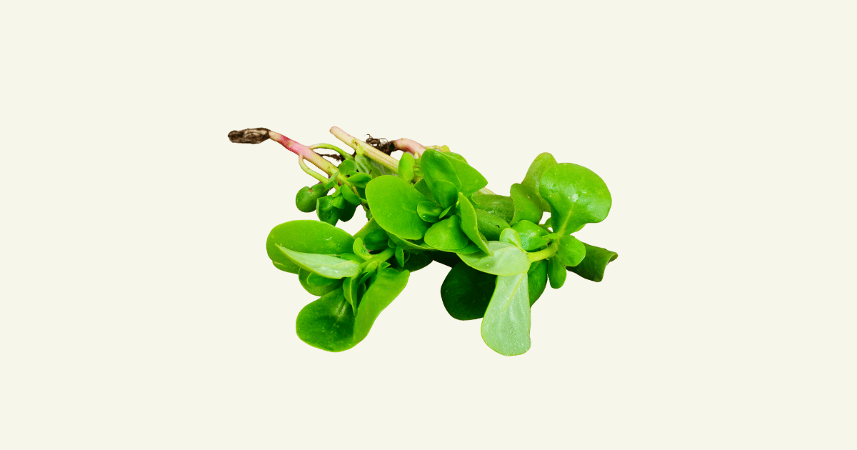 Oseille　オゼイユ