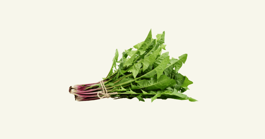 Pissenlit　西洋たんぽぽ