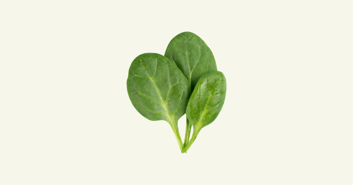 Épinard　ほうれん草