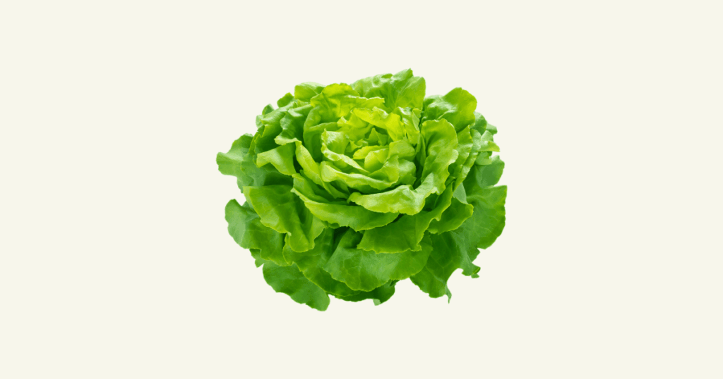 Laitue　サラダ菜、レタス