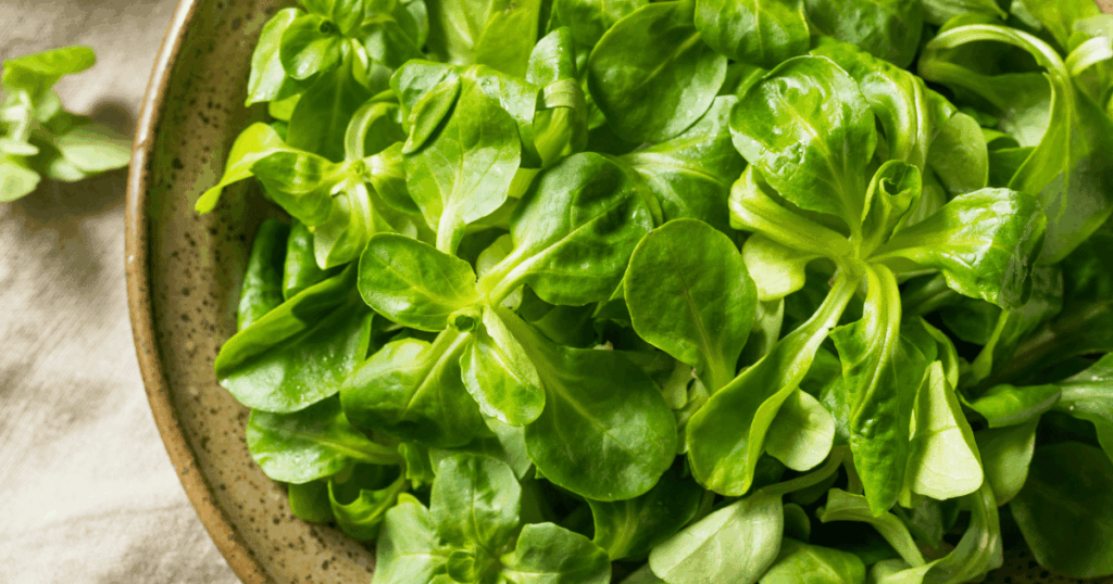 Mâche　マーシュ