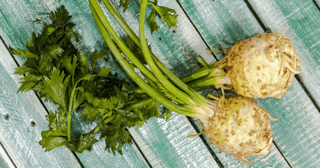 Céleri-rave　根セロリ