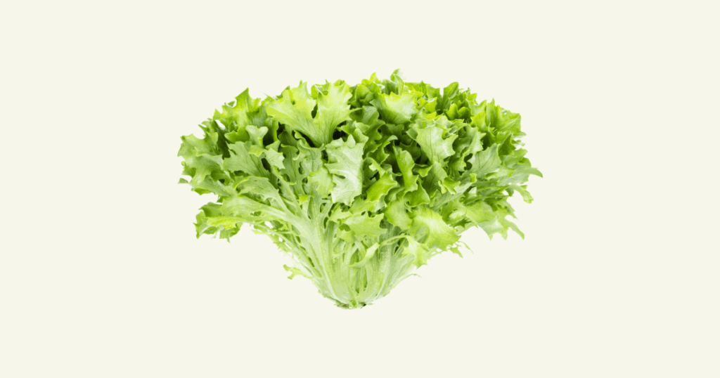 Chicorée　シコレ