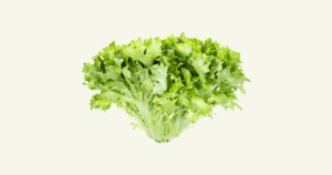 Chicorée　シコレ