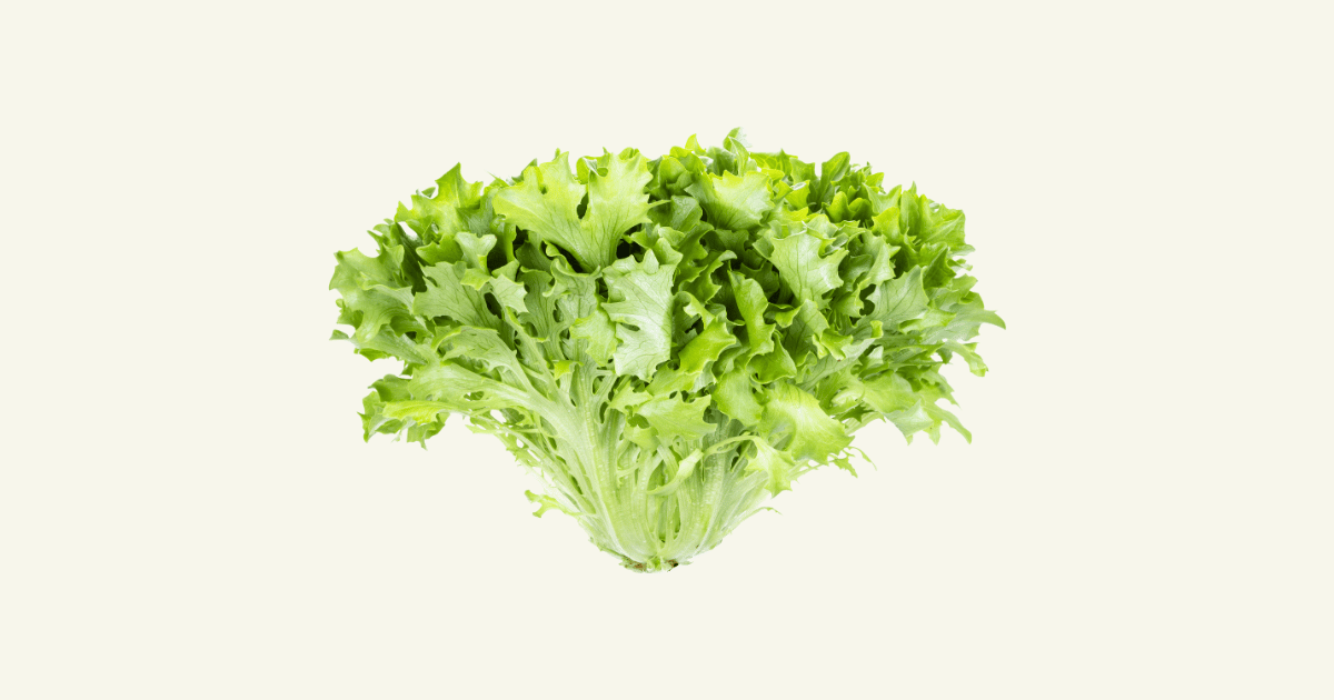 Chicorée　シコレ