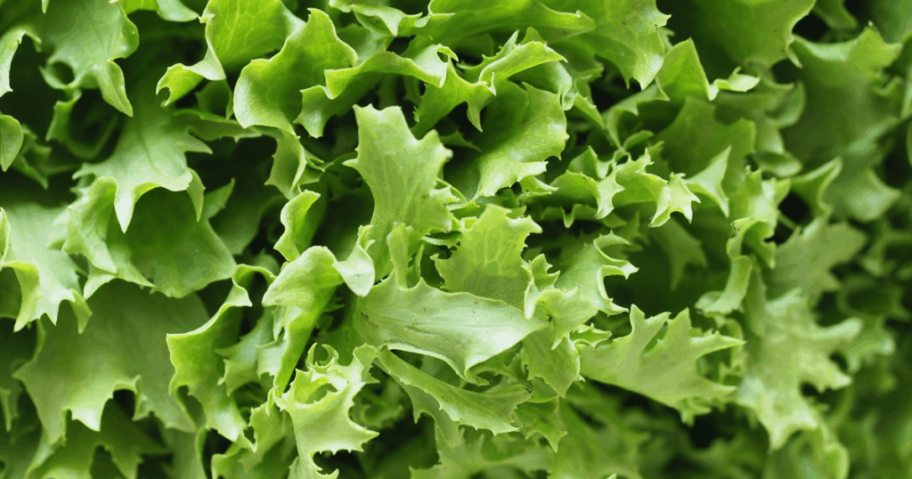 Chicorée　シコレ