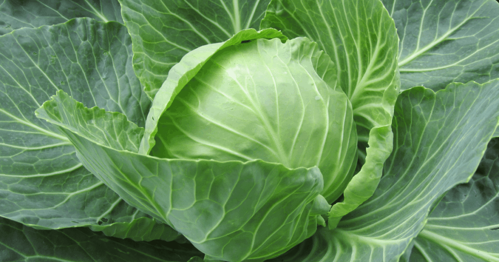 Chou　キャベツ