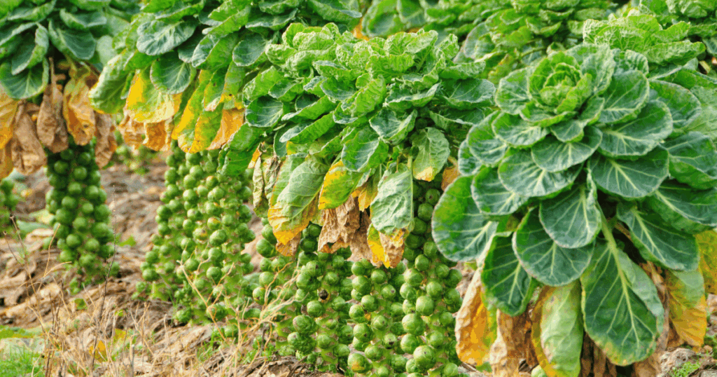 Chou de Bruxelles　芽キャベツ