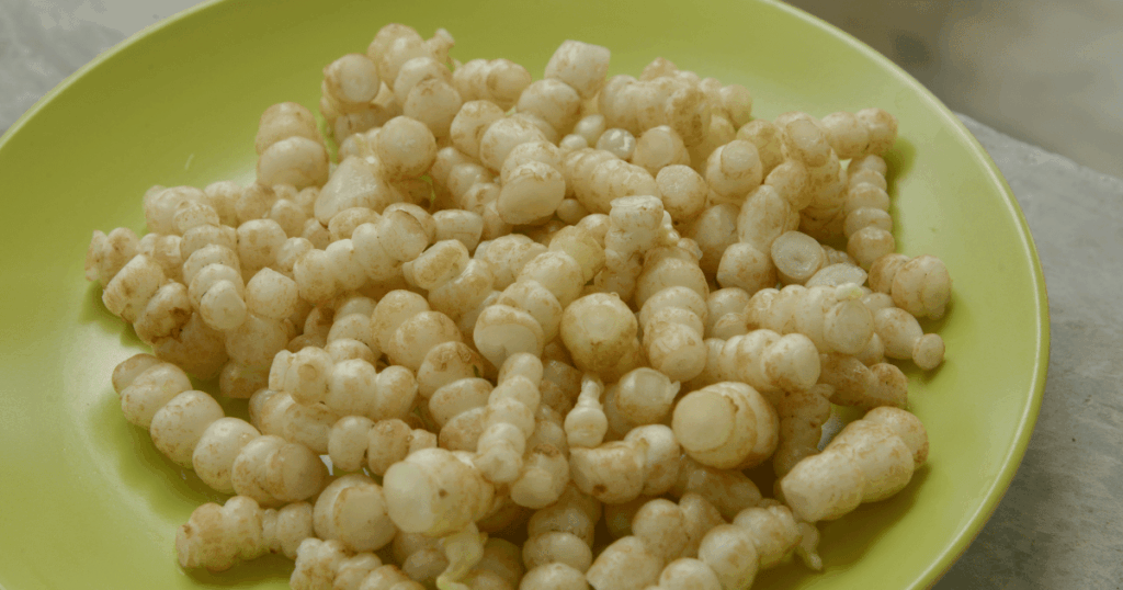 Crosne　チョロギ